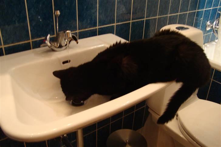 Huskat Tiger billede 3