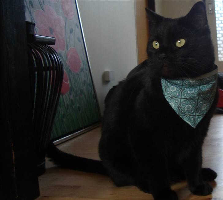 Huskat Tiger billede 4