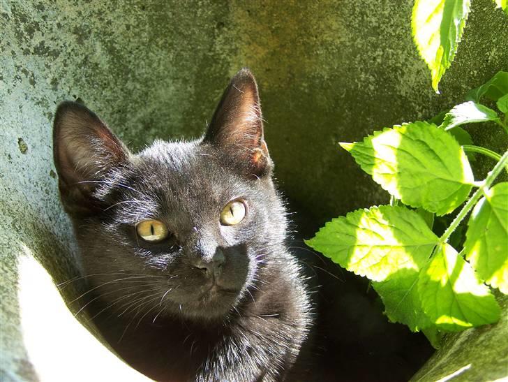 Blanding af racer Chili - Dusty Chili elsker at grave i urtepotterne og ligge nede i jorden, heldigvis gør hun det kun udenfor billede 2