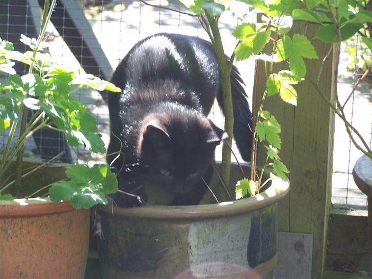 Blanding af racer Chili - der skal lige graves lidt, inden man lægger sig billede 3