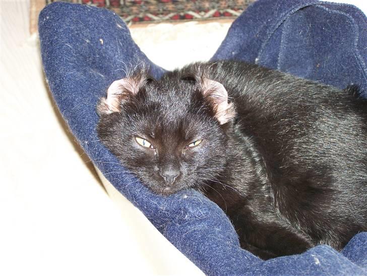 Blanding af racer Chili - ørene må godt vende den forkerte vej (ser lidt dumt ud;-) billede 4