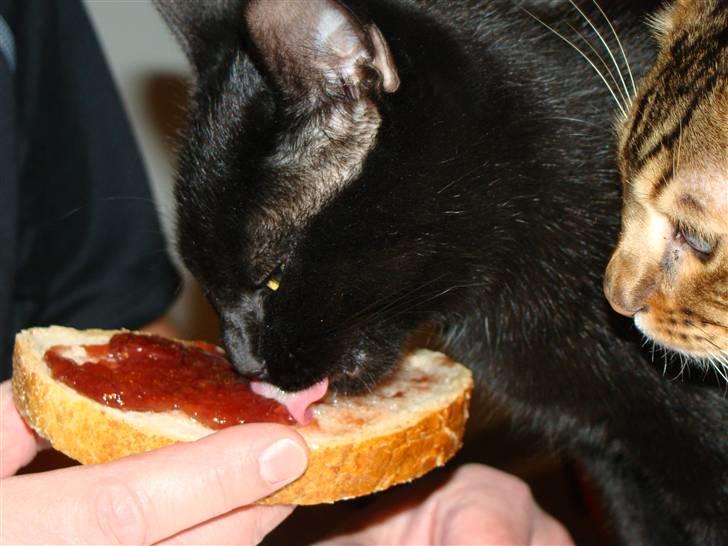 Blanding af racer Chili - Samsø sommer jam (syltetøj), troede ikke det var noget for katte, men det er det billede 5