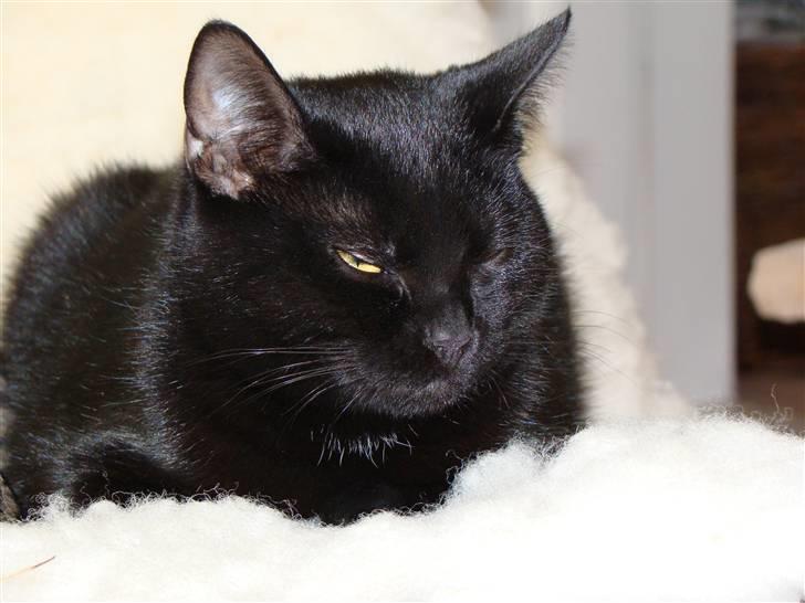 Blanding af racer Chili - Afslapning... billede 6