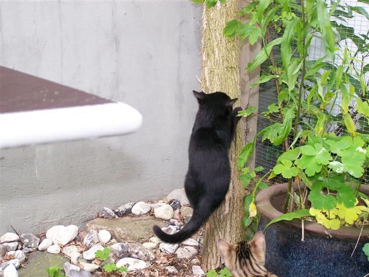Blanding af racer Chili - hyldetræs-stammen i katte-gården benyttes flittigt billede 7