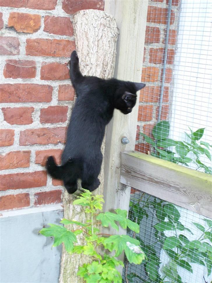 Blanding af racer Chili - igen i hylde stammen billede 8