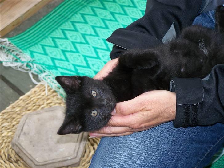 Blanding af racer Chili - Mener dette er mit første billede af Chili, det er fra vi var oppe at se hende første gang billede 9