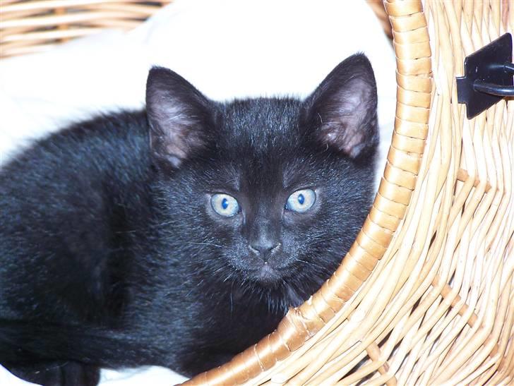 Blanding af racer Chili - Også dette billede er fra første gang vi så hende billede 10