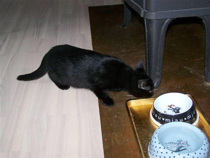 Blanding af racer Chili - uden mad og drikke .... billede 11