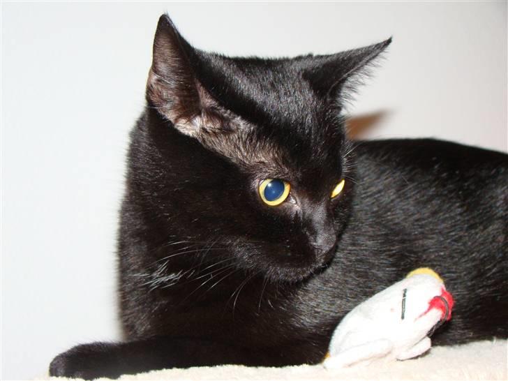 Blanding af racer Chili - Med bo-fællens høne billede 13