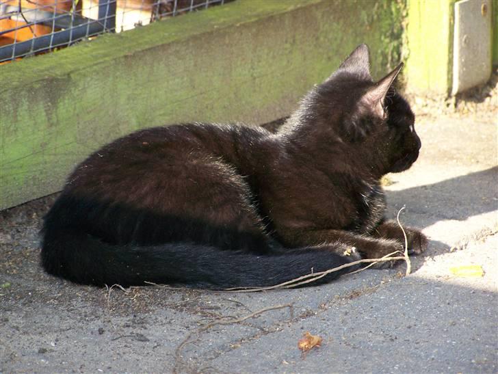 Blanding af racer Chili - afslapning i katte-gården billede 14