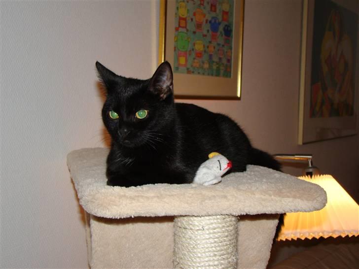 Blanding af racer Chili - igen med hønen... billede 15