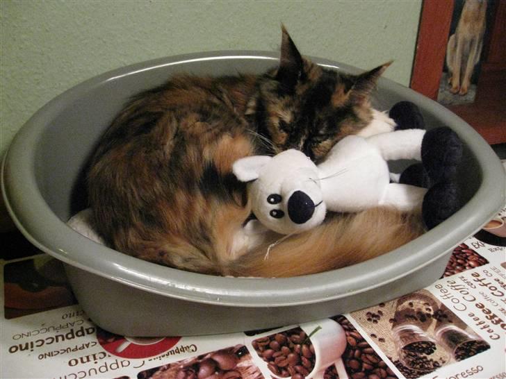 Maine Coon DK Bæklund's Issa - tager lige en lille nap billede 6