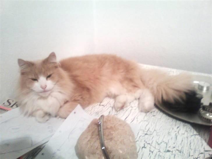 Norsk Skovkat DK Jyllands Brage Myto billede 1