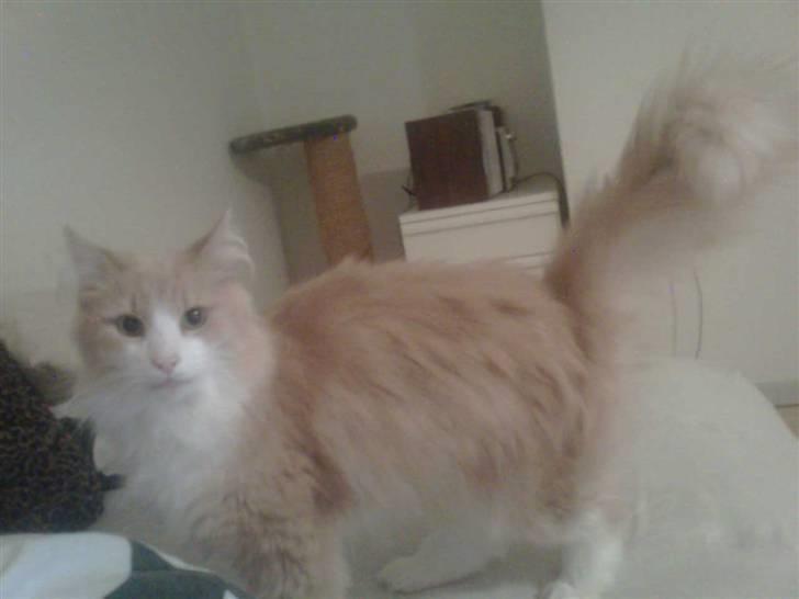 Norsk Skovkat DK Jyllands Brage Myto billede 3