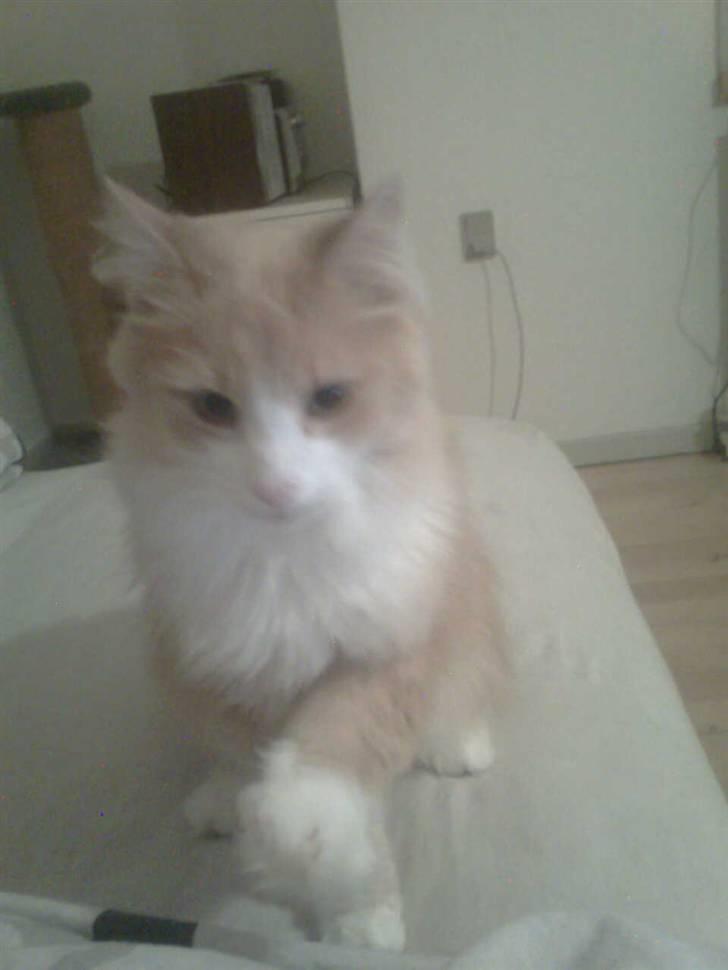 Norsk Skovkat DK Jyllands Brage Myto billede 4