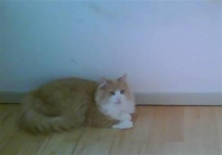 Norsk Skovkat DK Jyllands Brage Myto billede 5