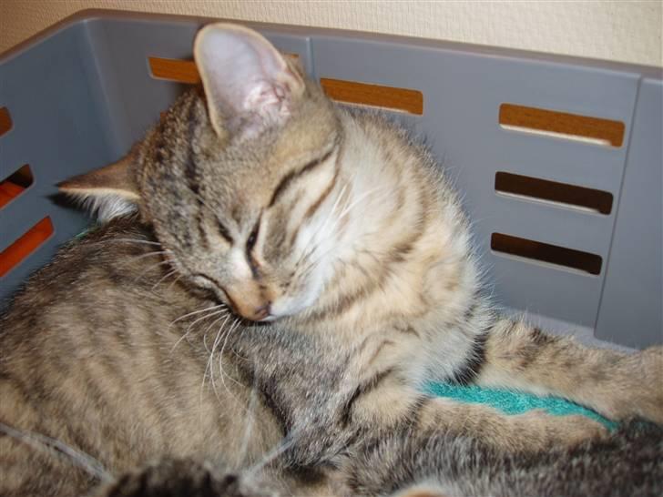 Blanding af racer Odin - Her er jeg så lige ankommet. billede 1