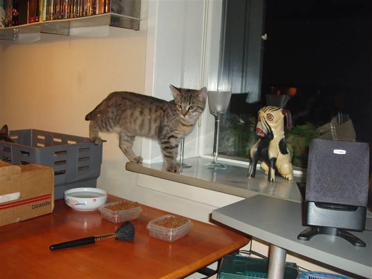 Blanding af racer Odin - Hvad er dog det for en??? billede 2