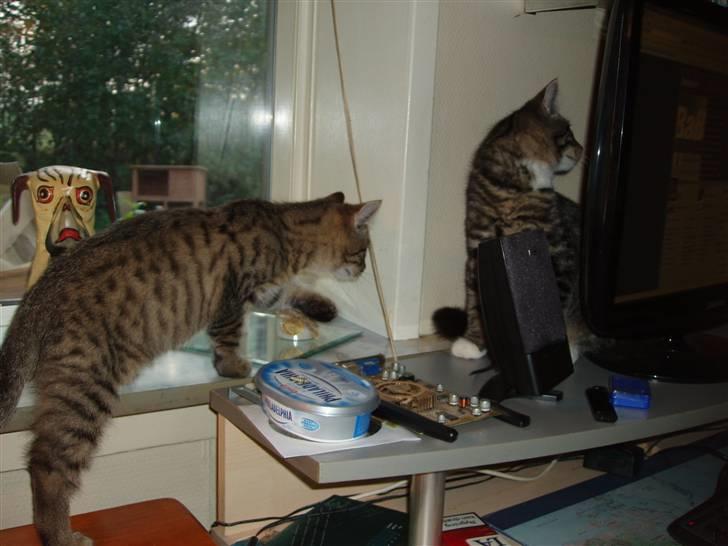 Blanding af racer Odin - Skal vi lege? billede 3