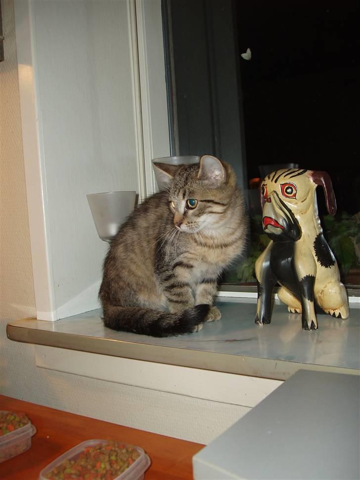 Blanding af racer Odin billede 4