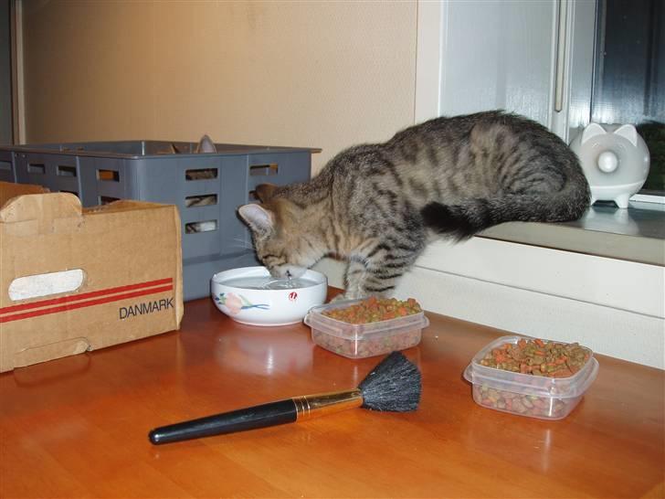 Blanding af racer Odin - Drikker lige en tår vand. billede 5