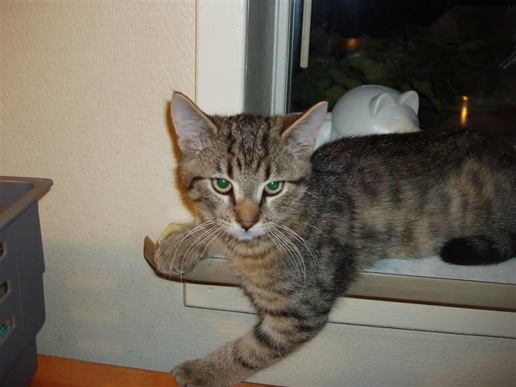 Blanding af racer Odin - Er jeg ikke fin? billede 6