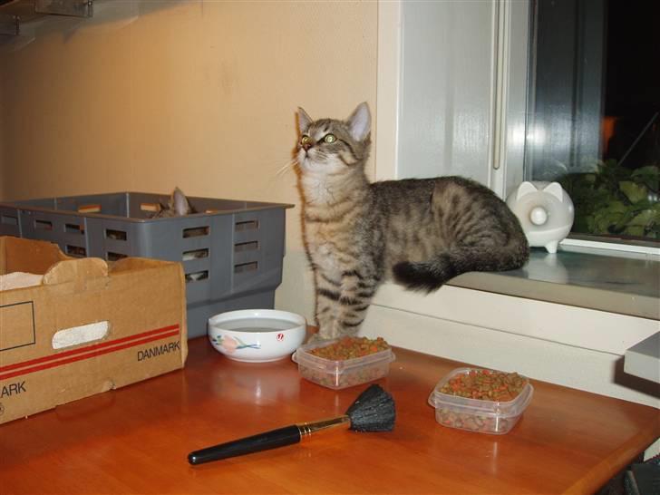 Blanding af racer Odin - Hmm, hvad er mon det deroppe? billede 7