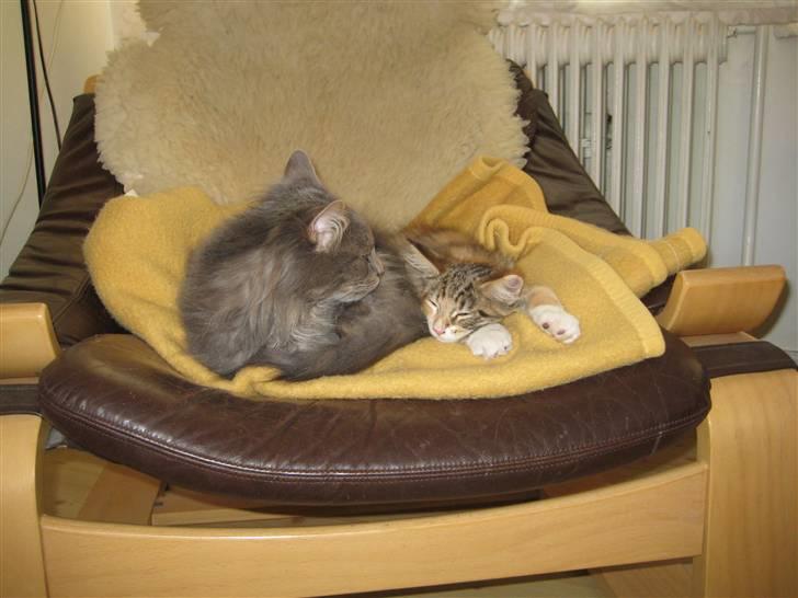 Maine Coon zeus - Zeus er meget glad for hende :) billede 20