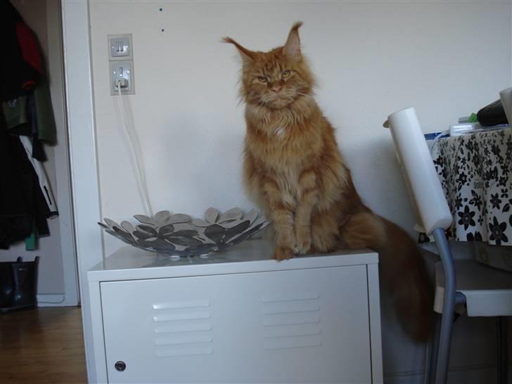 Maine Coon Bodhi Folmer billede 1