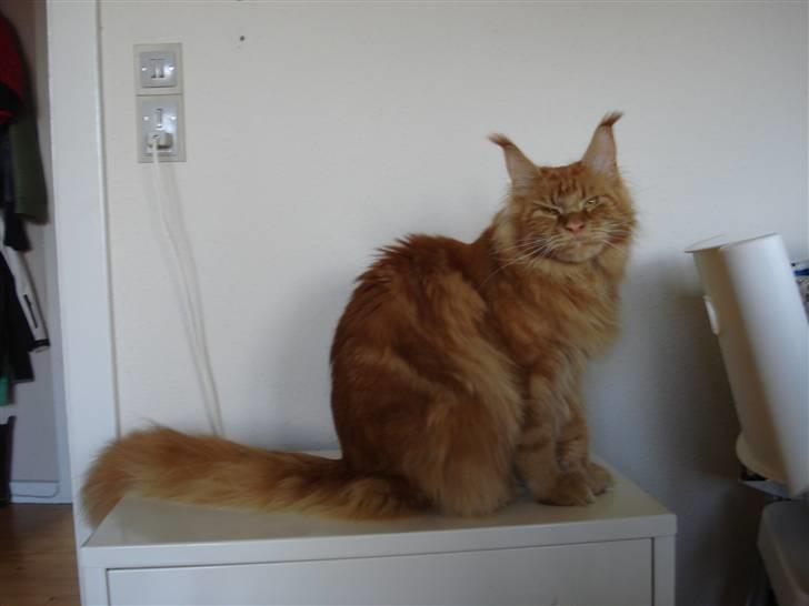 Maine Coon Bodhi Folmer billede 2
