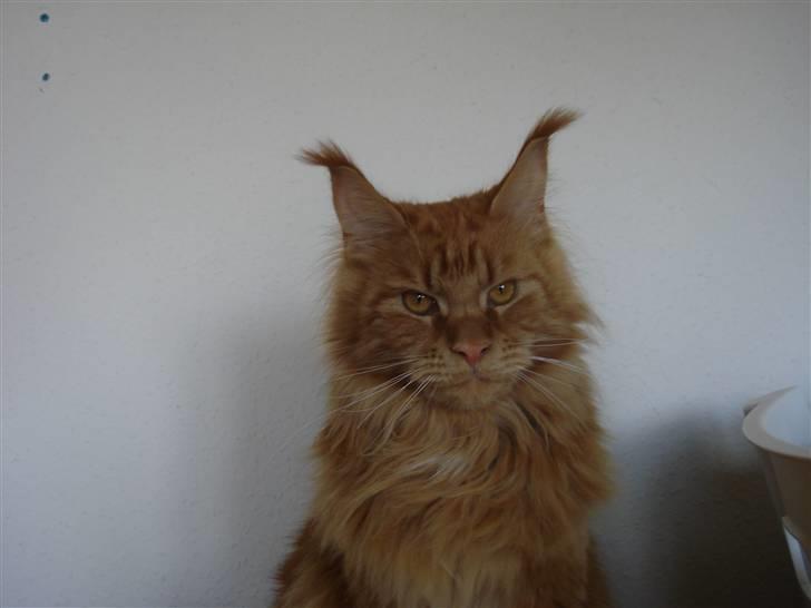 Maine Coon Bodhi Folmer billede 3