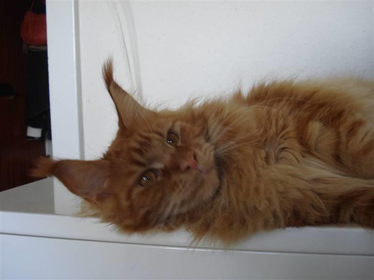 Maine Coon Bodhi Folmer billede 4