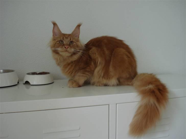 Maine Coon Bodhi Folmer billede 5