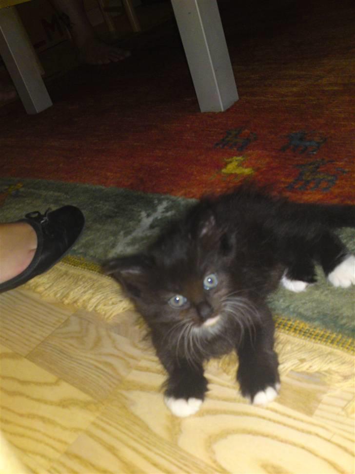 Blanding af racer My billede 3