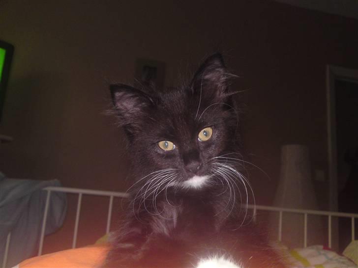 Blanding af racer My billede 4