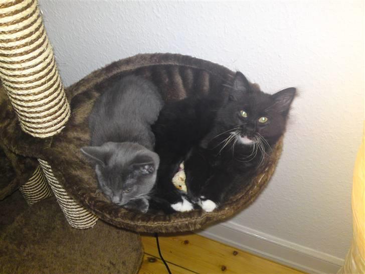 Blanding af racer My billede 5