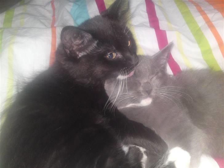 Blanding af racer My billede 6