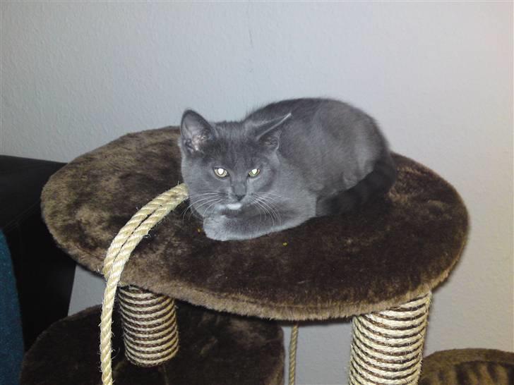 Blanding af racer Frk. billede 1