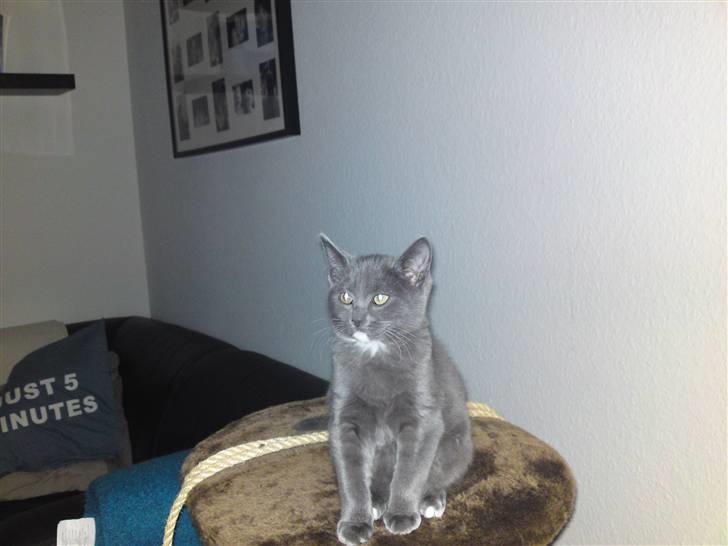 Blanding af racer Frk. billede 2