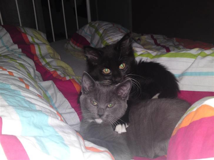 Blanding af racer Frk. billede 3