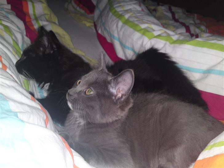 Blanding af racer Frk. billede 4