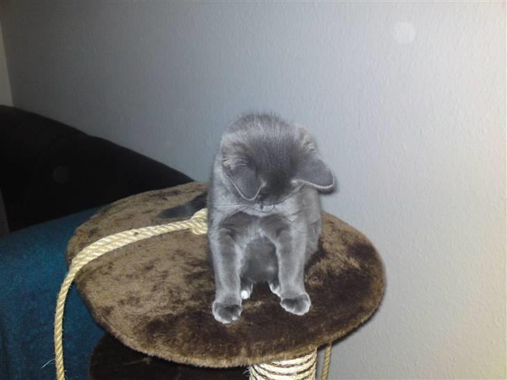 Blanding af racer Frk. billede 5