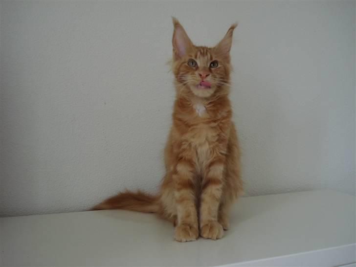 Maine Coon Bodhi Folmer billede 6