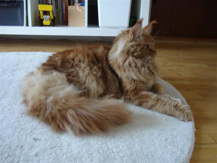 Maine Coon Bodhi Folmer billede 7