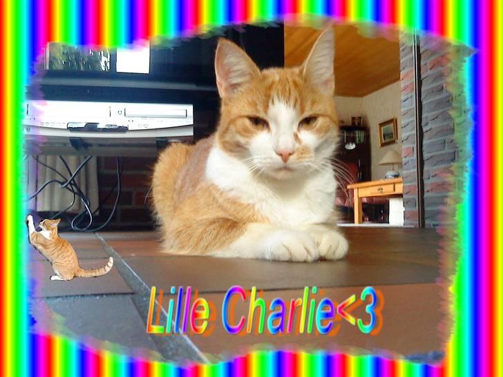 Huskat Charlie ( Mormor's Kat ) - Velkommen til Charlies profil:) billede 1