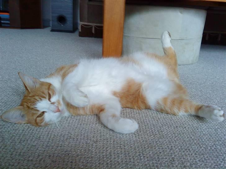 Huskat Charlie ( Mormor's Kat ) billede 2