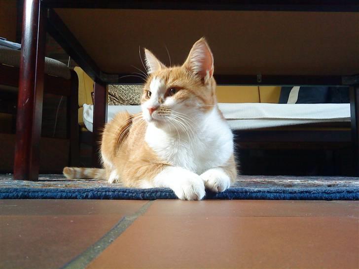 Huskat Charlie ( Mormor's Kat ) billede 3