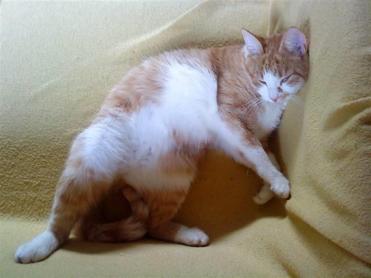 Huskat Charlie ( Mormor's Kat ) billede 4