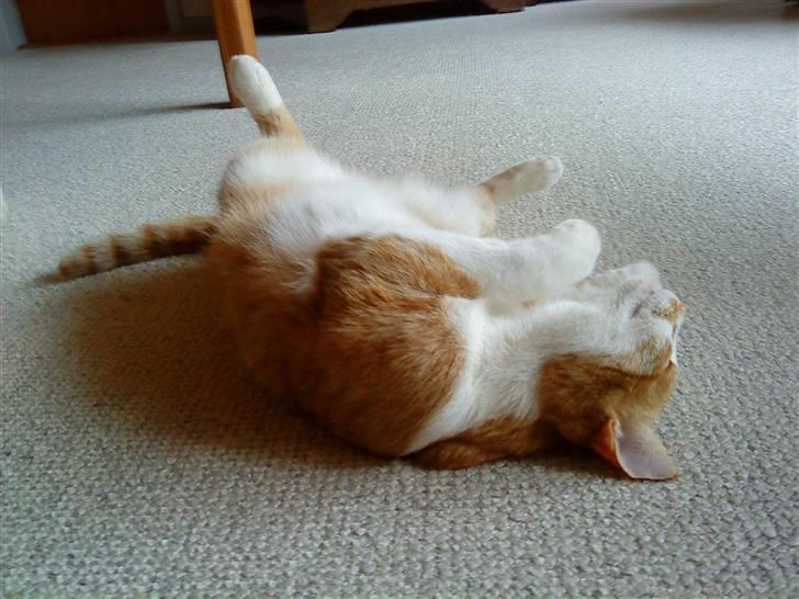 Huskat Charlie ( Mormor's Kat ) billede 5