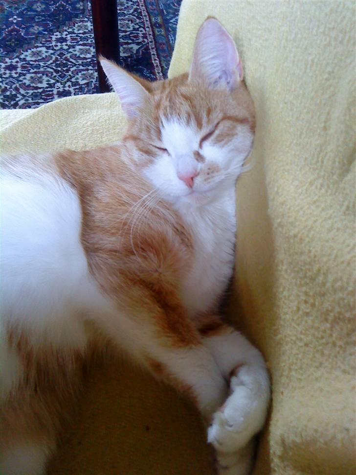 Huskat Charlie ( Mormor's Kat ) billede 6